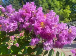 Прогноз погоды, именины, праздники в Астрахани в воскресенье 13 августа