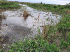 Очередной замор рыбы зафиксировали в Астраханской области 