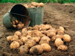 В Астрахани расследуют гибель подростка на поле во время сбора овощей