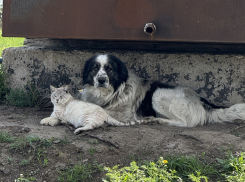 Под Астраханью рядом с людьми ходила бешеная собака, теперь принимаются меры