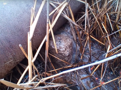 В Астрахани на Казачьем ерике канализационная труба дала течь