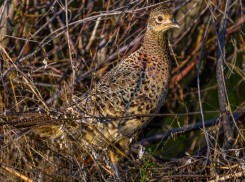 Астраханцы заплатят свыше 30 тысяч рублей за убийство трёх самок фазана