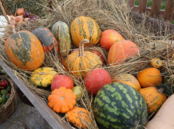 Агрофестиваль на носу: астраханцам раскрыли программу «Праздника Урожая»