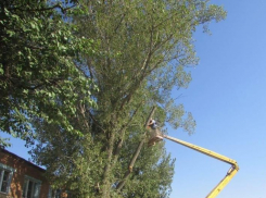 В Астраханской области директор лесхоза 1,5 года не платил своим сотрудникам