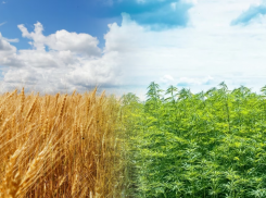 Астраханец собрал со своего крестьянско-фермерского хозяйства 120 килограммов конопли