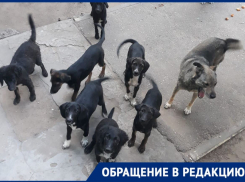 Жители астраханского микрорайона, где собаки загрызли мужчину, снова жалуются на обилие бездомных животных