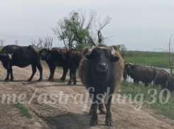 Неожиданно: в Астраханской области дорогу водителю перегородило стадо буйволов