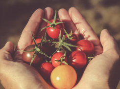 В Астрахани сотрудник Россельхознадзора попался на взяточничестве
