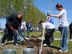 На центральной набережной Астрахани появились новые деревья