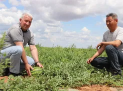 В Астраханской области готовятся к сбору первых ранних арбузов