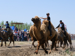 На астраханском Агрофестивале выберут лучшего пахаря и стригаля