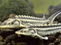 В 2022 году более миллиарда лещей выпустили в Астраханской области