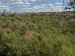 В Астраханской области зацвели огненные очень редкие цветы