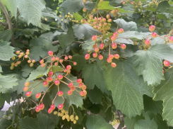 Прогноз погоды, именины, праздники в Астрахани в четверг 20 июля