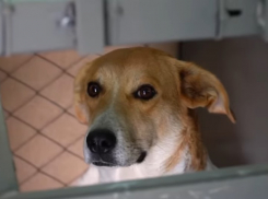 Спасать Астрахань от собак будут в спальном районе 