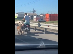 Астраханец ехал по трассе на мопеде и тащил собаку за собой на привязи 