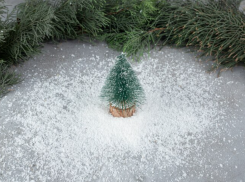 27% опрошенных астраханцев сдадут новогодние деревья на переработку