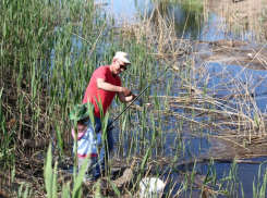 Раздули из мухи слона: в Астрахани опровергли информацию о гибели рыбы 