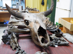 В Астраханском Краеведческом музее выставят находки местных археологов и палеонтологов