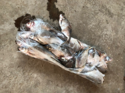 Под Астраханью обнаружили более семи тонн леща без документов