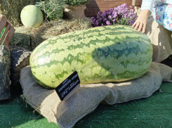Арбуз-гигант весом 78 килограммов представили на астраханском агрофестивале  