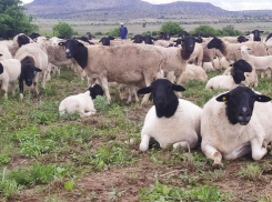 Под Астраханью строят ферму для южноафриканских овец