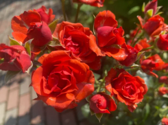 Астраханцев предупредили о мошенниках, промышляющих на 8 Марта