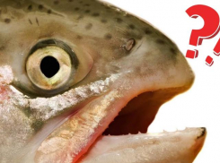 В Астрахани задержанная автоинспекторами пара заявила, что нашла 177 килограммов рыбы