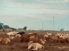 В селе Сергино под Астраханью территорию благоустройства загадили коровы