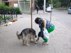 Астраханцы предложили ввести наказание за кормление бродячих собак