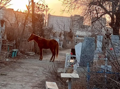 В Астрахани на Старом кладбище поселилась лошадь 