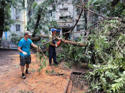 После гибели девочки под тополем в Астрахани проверят аварийность деревьев