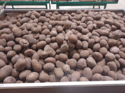 В Астраханской области аграрии отказываются от картофеля, что выращивают взамен