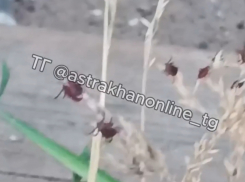 В Астрахани один из микрорайонов атаковали клещи