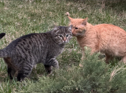 Одному из районов Астраханской области потребовались ветеринары