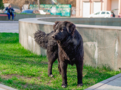 Что делать, если нападает бездомная собака: советы кинолога