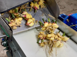 Под Астраханью успешно вырастили первый урожай имбиря