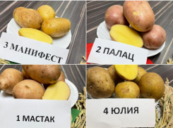 На астраханской земле прижились «Юлия», «Манифест», «Лель»