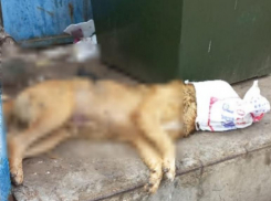 Астраханцы просят Президента России разобраться со смертями собак