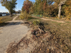 Десятки деревьев уничтожили неизвестные в центре Астрахани