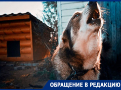 Жителей дачного сообщества в Осыпном Бугре замучил собачий вой