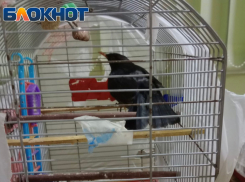 В Астрахани произошло аномальное событие - дождь из птиц