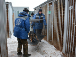 В Астрахани за год отловят 10 000 бродячих собак