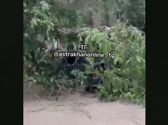 В Астрахани на улице 1-ой Котельной дерево упало на автомобиль 