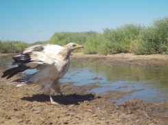 Редкая хищная птица замечена в Астраханской области