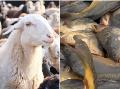 В Астраханской области развиваются животноводство и рыбохозяйственный комплекс