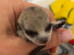 История до слез: в астраханском зоопарке спасли новорожденных сурикатов