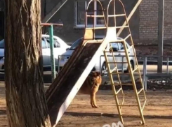 Астраханцы сообщают, что в районе АЦКК травят бродячих собак 