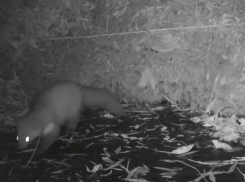 Под Астраханью неопознанное существо атакует домашние хозяйства сельчан