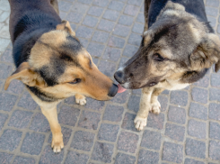 Инициативу астраханских депутатов по поводу усыпления агрессивных собак поддержала ЮРПА